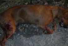 Orribile intimidazione a Verbicaro ad esponente politico locale