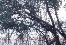 SCALDABAGNI, MATERASSI E RIFIUTI: E LA PINETA SI TRASFORMA IN DISCARICA