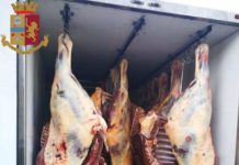 Sequestrati 29 quintali di carne equina destinata al mercato siciliano