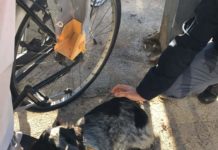 Arrestato 50enne per lesioni personali e maltrattamento di animali.