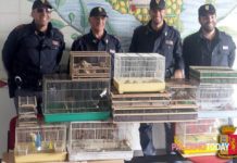 Amantea, in possesso di animali (Specie protetta) senza autorizzazione, due denunciati