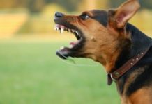 Belvedere, cane senza guinzaglio aggredisce una donna ed uccide il suo cagnolino