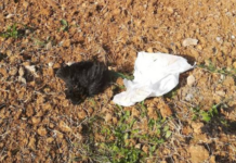 Intimidazione a Scalea, galline sgozzate e buttate nei terreni della coop.