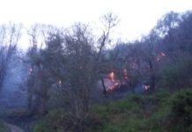 Alberi-Scempi ambientali: Gli incendi voluti dai Clan ed il business delle centrali biomasse