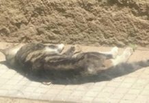 Orrore in Calabria, gatto preso a bastonate da un bidello davanti ai bambini