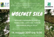 “Wolfnet” Parco della Sila e Legambiente insieme per la salvaguardia del Lupo