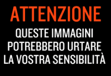Macabro ritrovamento a Cosenza, gatto bruciato vivo per strada