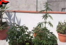 60 piantine di Marijuana a casa, arrestato 54enne pregiudicato