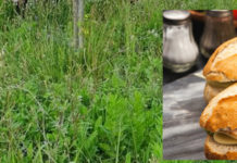 “A Belvedere festeggiano e mangiano mentre la cittá è un degrado”