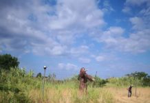 Fuscaldo “Mentre la giunta si fa i selfie i volontari puliscono parco San Francesco”