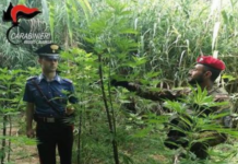 Piante di canapa alte due metri ed armi, arrestato G.B. di 56 anni
