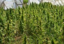 Scoperte 1000 piante di Marijuana in provincia di Cosenza -Ecco dove-
