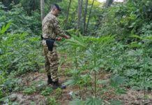 240 piante di Marijuana in un’area rurale, arrestate due persone