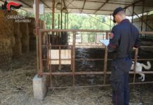 Santa Domenica Talao. Carenze igienico sanitarie e abusivismo. Guai per azienda zootecnica