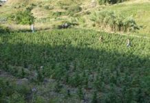 Scoperte 7500 piante di Marijuana, arrestati 2 coltivatori vicini alle Ndrine