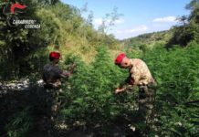 Scoperta piantagione, arrestati 51enne di Cetraro e 42enne di Scalea