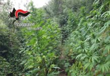 300 piante di marijuana, fermati due ragazzi