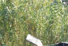 Incidente tra Belmonte e Longobardi, Ape Piaggio si ribalta sulla ss18