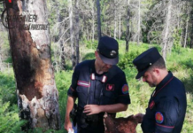 Paola, denunciato un 54enne per taglio di alberi e furto aggravato