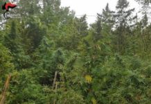 Scoperta piantagione di 150 fusti, in manette un 51enne calabrese