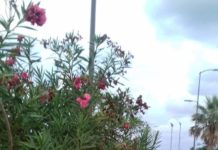 Paola, pista ciclo pedonale, Ecco cosa abbiamo da dirvi