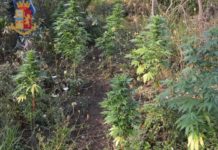 Altra piantagione scoperta in Calabria, 150 piante alte un metro e mezzo