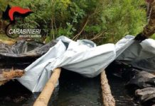 SCOPERTE ALTRE DUE PIANTAGIONI DI MARIJUANA NEL REGGINO