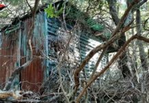 60 piante, 2.5 kg di marijuana già essiccata, operazione dei Carabinieri