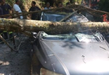 Lamezia Terme, cade albero su auto in transito, tragedia sfiorata