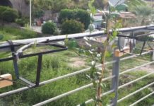 Belvedere, spariti i vasi che abbellivano il lungomare