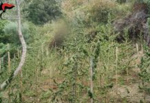 RINVENUTE QUASI 120 PIANTE DI MARIJUANA IN CALABRIA