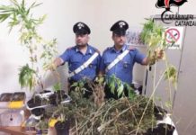 Piante di Marijuana, droga pronta allo spaccio, padre 65enne si “accolla” tutto per coprire i figli