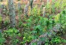 Scoperta una piantagione di Marijuana di 2500 piante