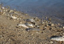 Moria di pesci nell’Angitola, l’Arpacal scopre Ddt nell’acqua