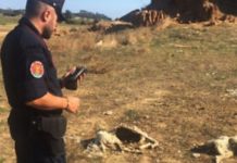 Trovate venti carcasse di ovini in decomposizione