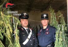 Bonifati, scoperte 218 piante e 400 gr di Marijuana, in manette padre e figlio