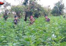 Oltre 10mila piante di Marijuana sequestrate dai Carabinieri, 15 arresti