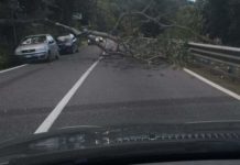 Albero si abbatte sulla ss18, tragedia sfiorata