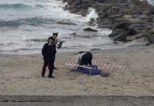 Trovato un delfino morto su una spiaggia del tirreno cosentino
