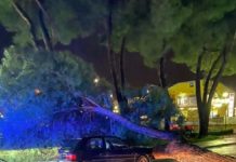 Rende, albero cade su auto, tragedia sfiorata
