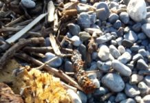 Provette con sangue tra i rifiuti a San Nicola Arcella