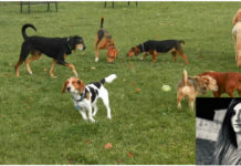 Lettere alla redazione “Paola è priva di aree destinate ai cani”