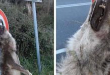 Lupo impiccato al cartello d’ingresso del comune di Marcellinara