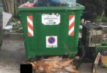 Il corpo di un cane ( Con corda al collo ) tra i rifiuti nel cosentino