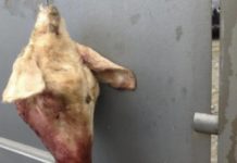 Testa di animale mozzata indirizzata ad un pregiudicato cosentino