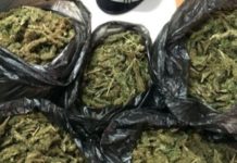 Lamezia Terme, ritrovati 19 chili di Marijuana