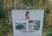 Grave distruzione di Gigli di Mare a Scalea
