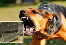 VILLA SAN GIOVANNI, GDF ARRESTA CORRIERE DELLA DROGA