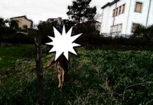 Orrore in Provincia di Cosenza, cane impiccato ad un palo -Immagini forti-