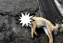 Avvelenato un cane in Provincia Di Cosenza, ancora violenza sugli animali